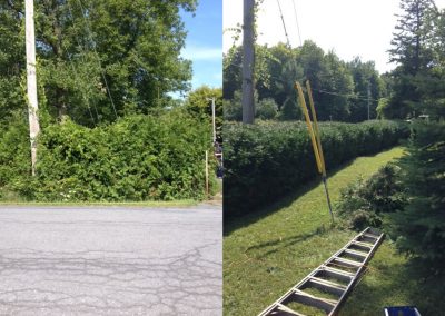 before and after hedge trim 3
