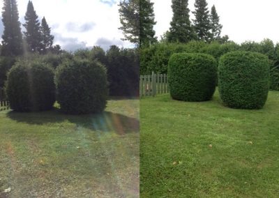 hedges to trim - cornwall ontario